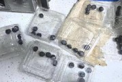 315在行动|赛博鬼秤?直播间买8盒蓝莓每盒才5颗 别让网购“拦”住份量“没”了良心 315在行动|赛博鬼秤?直播间买8盒蓝莓每盒才5颗 别让网购“拦”住份量“没”了良心